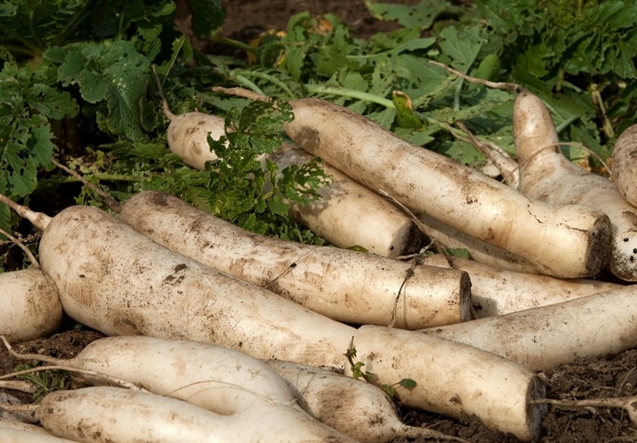 大根がぶよぶよに 食べれる 復活方法やレシピもご紹介 食べ物info